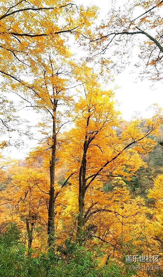 【晚秋】秋染山林