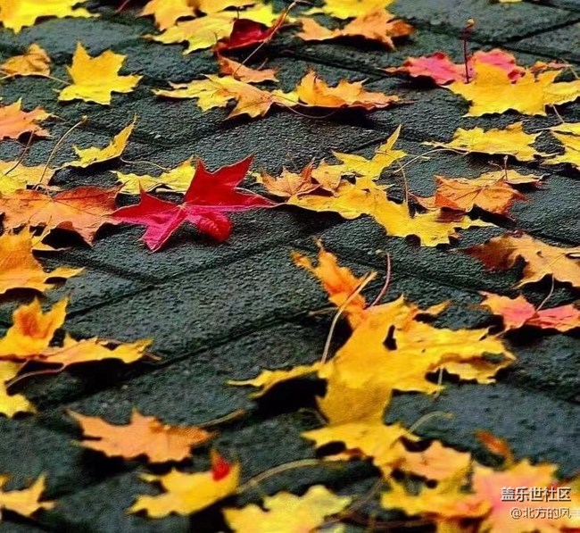 【晚秋】----不一樣的風景