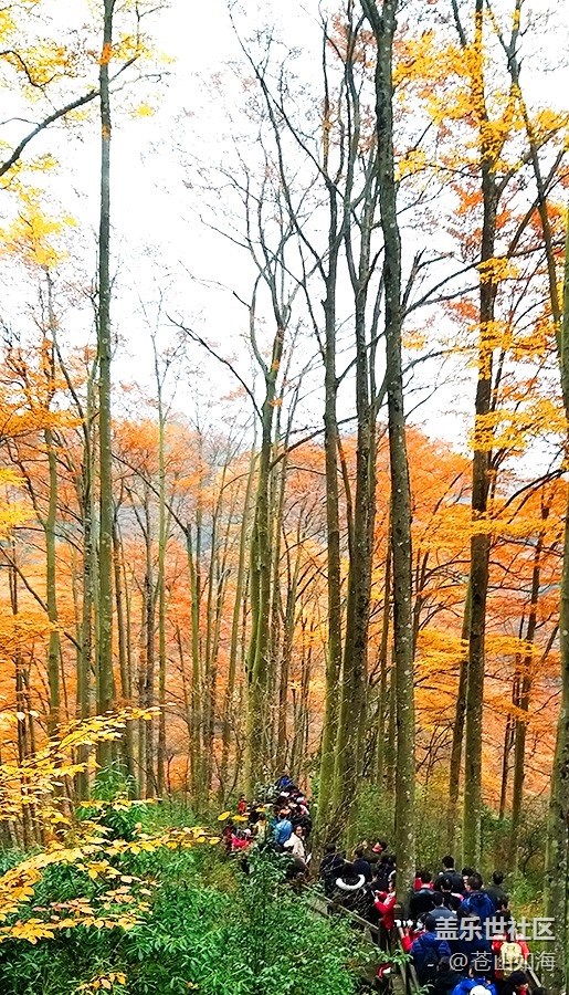 【晚秋】秋染山林