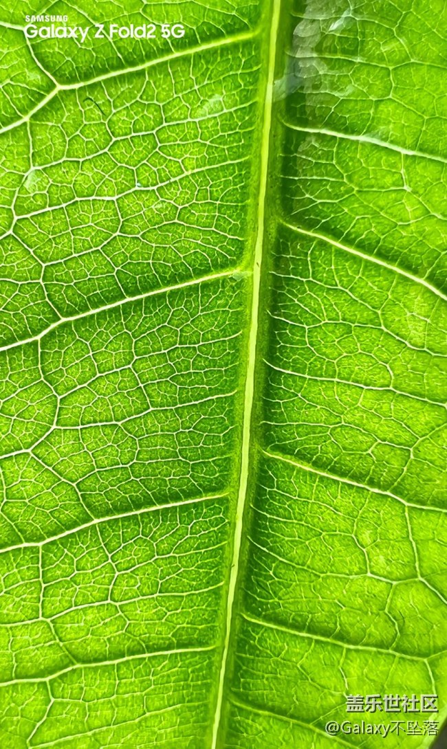 【微距里的景色】綠色給人的安全感