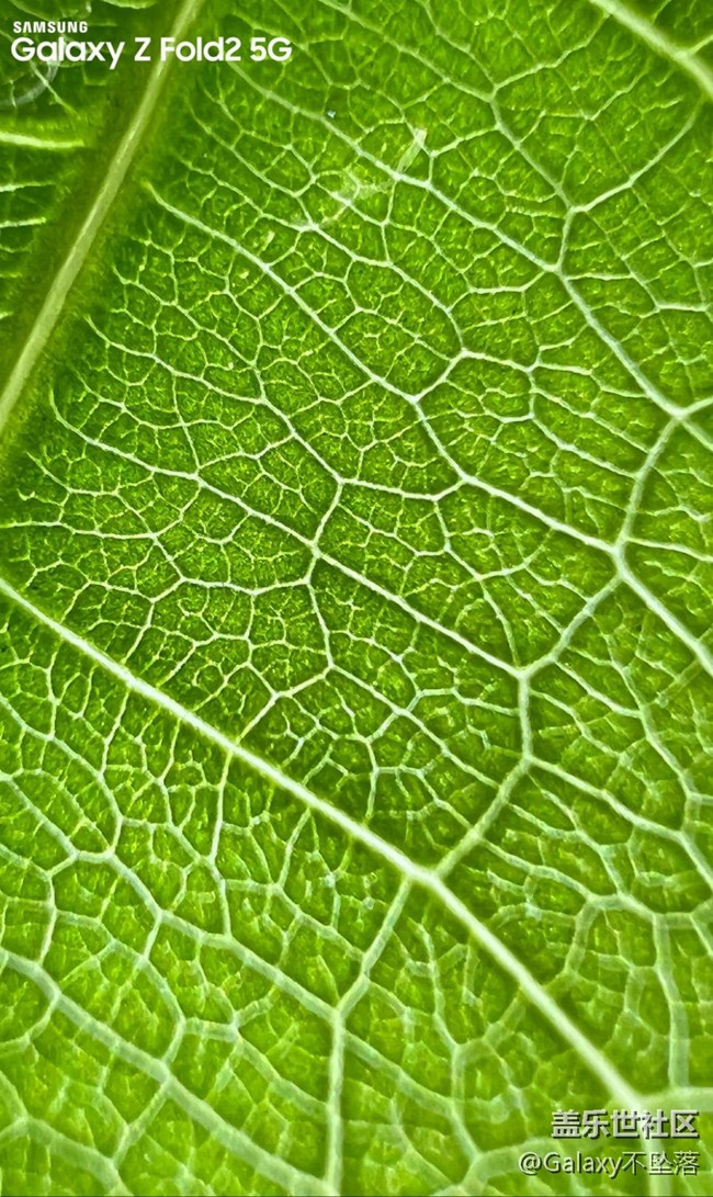 【微距里的景色】綠色給人的安全感