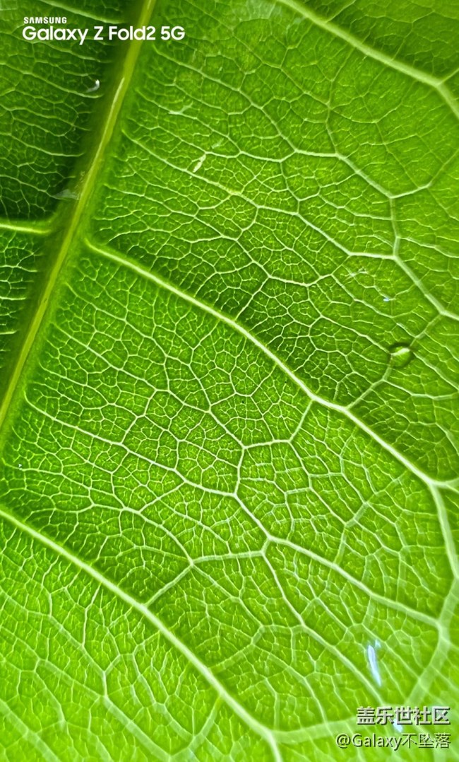 【微距里的景色】綠色給人的安全感