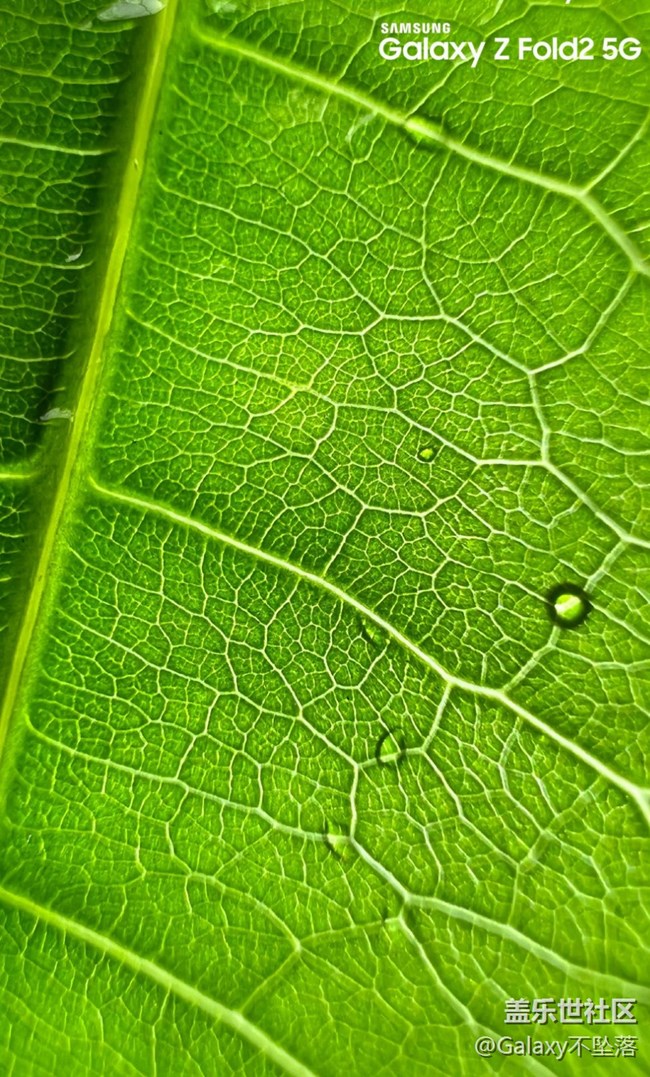 【微距里的景色】綠色給人的安全感