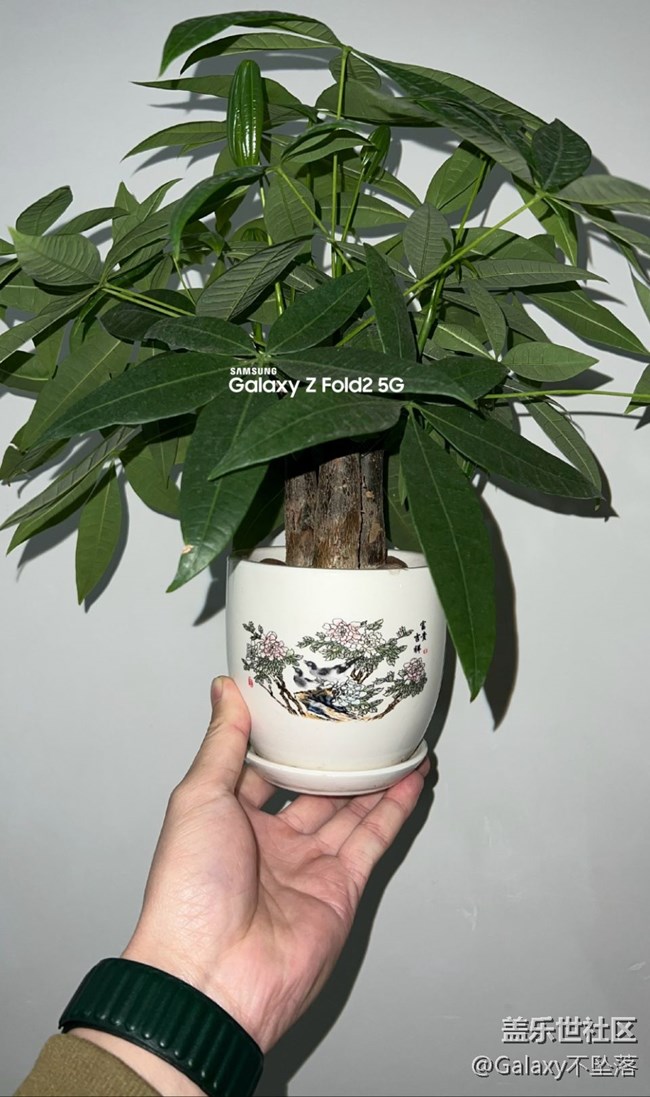 【微距里的景色】綠色給人的安全感