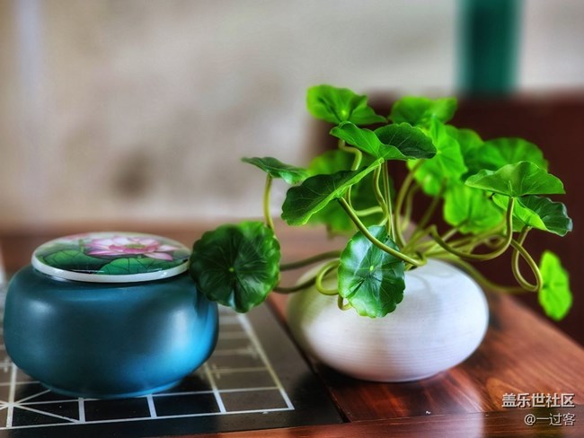 #靜物寫真——盆栽