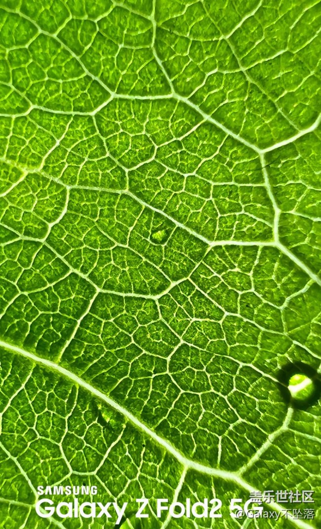 【微距里的景色】綠色給人的安全感