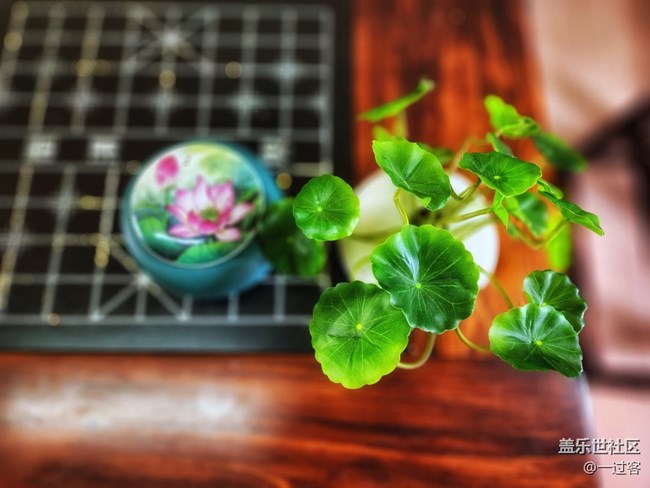 #靜物寫真——盆栽