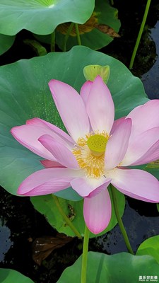 濕地紅荷景區(qū)