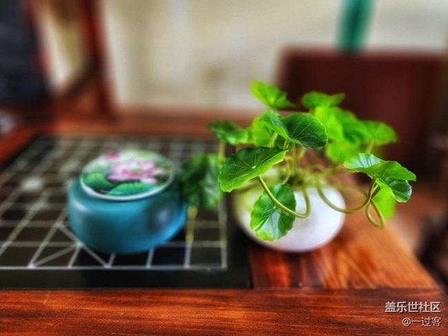 #靜物寫真——盆栽