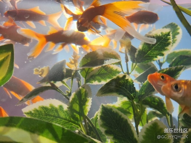 Galaxy Z Flip4 體驗(yàn)之旅-廈門站