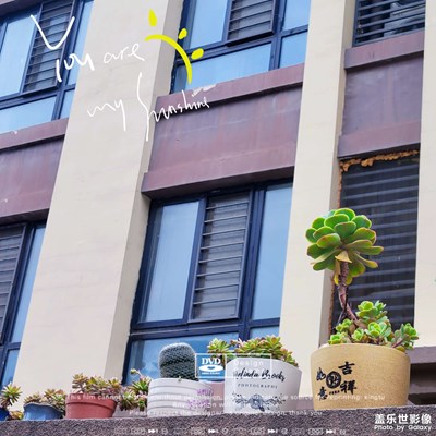 我的平淡報告