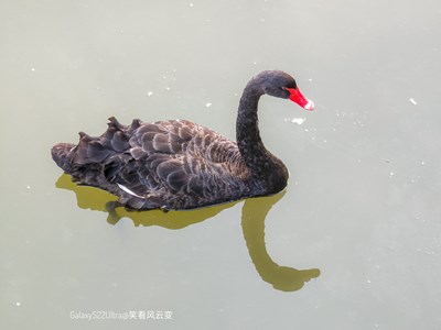 Galaxy S22Ultra    黑天鵝的黃昏