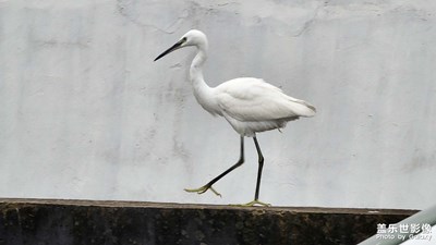 十倍長焦打鳥