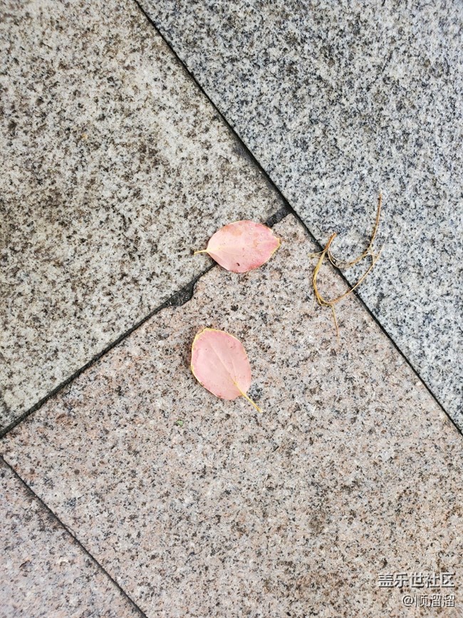 #靜物寫真——落葉