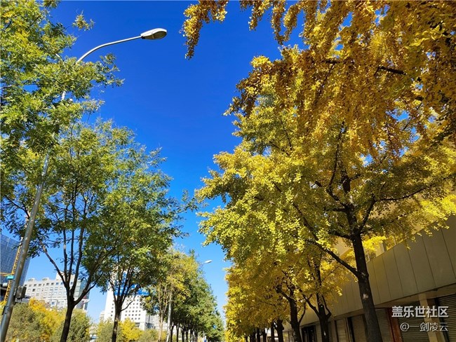 【晚秋】一葉知秋重