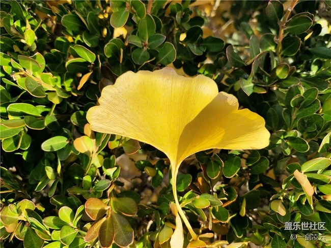 【晚秋】一葉知秋重