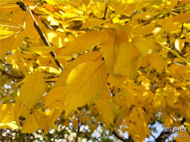 【晚秋】一葉知秋重