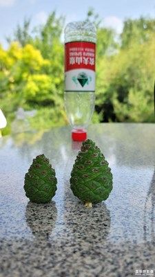 這可以叫松子嗎