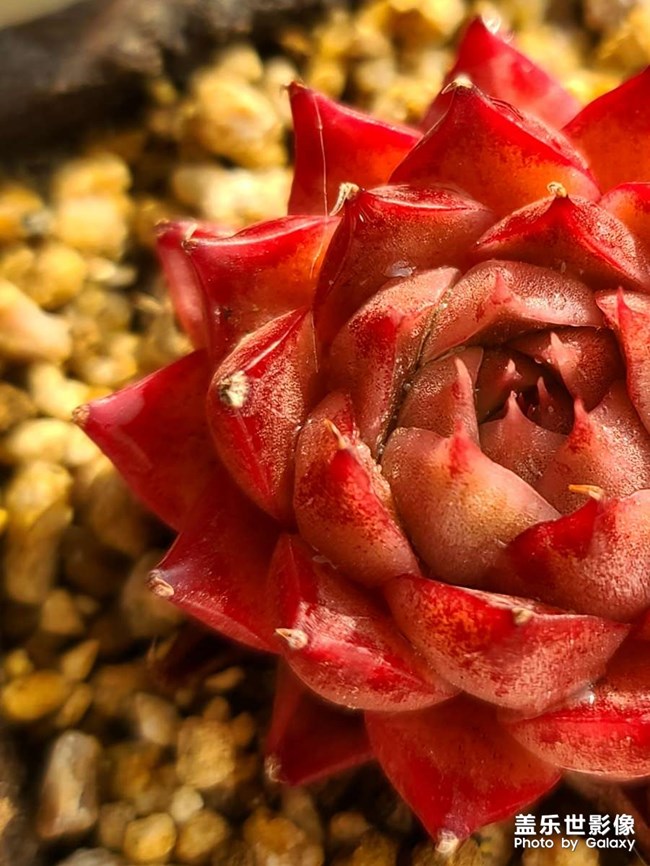 《每周星鮮事》 第127期: