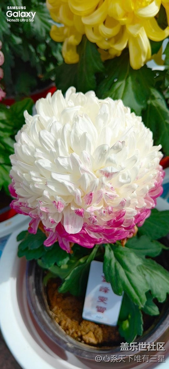 【微距里的景色】深秋賞菊之寧波植物園