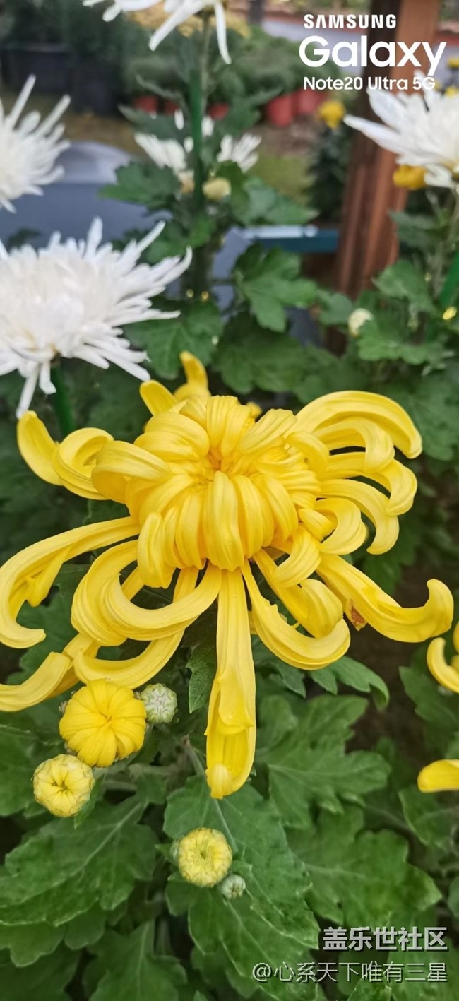 【微距里的景色】深秋賞菊之寧波植物園