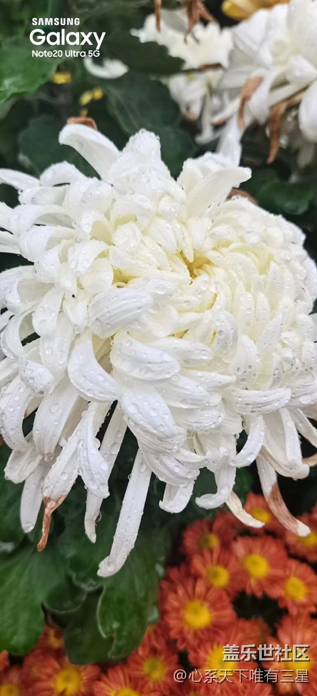 【微距里的景色】深秋賞菊之寧波植物園