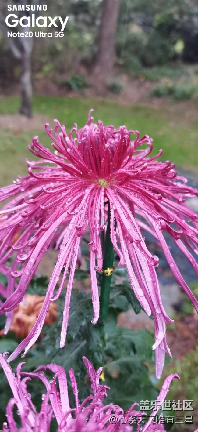 【微距里的景色】深秋賞菊之寧波植物園