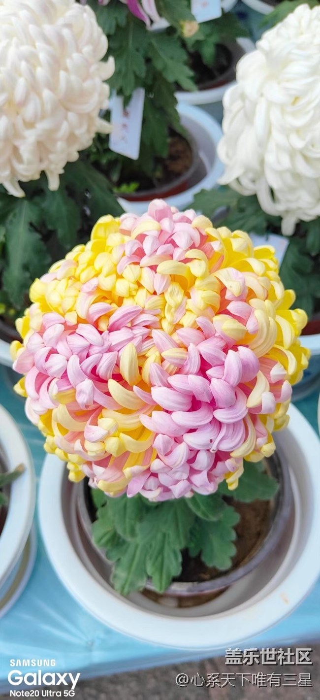 【微距里的景色】深秋賞菊之寧波植物園