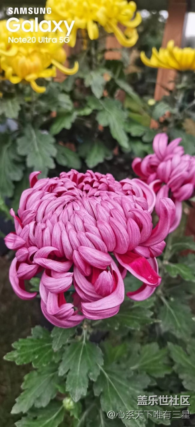 【微距里的景色】深秋賞菊之寧波植物園