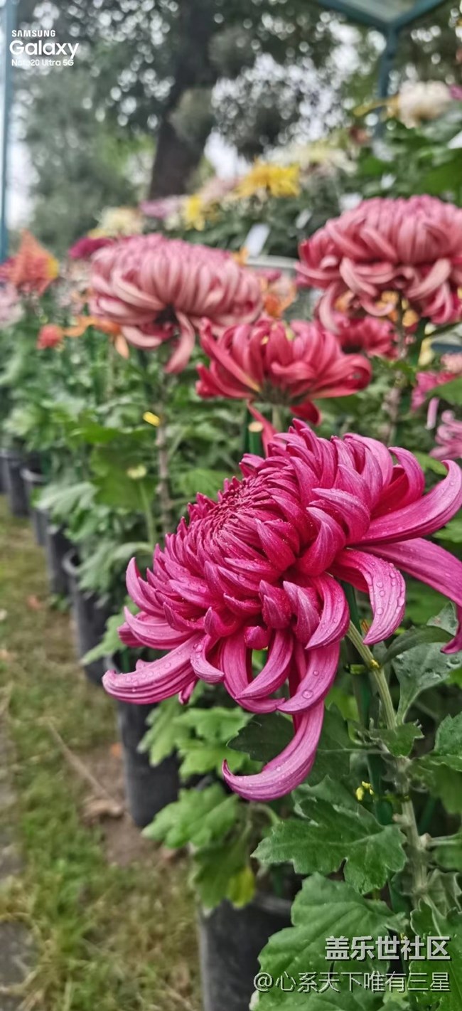 【微距里的景色】深秋賞菊之寧波植物園