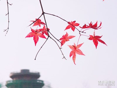 【初冬的景象】+初冬枫叶红