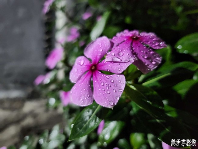 《每周星鮮事》 第127期: