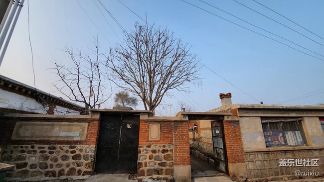 【凌冬將至】枯藤老樹