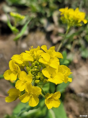 油菜花