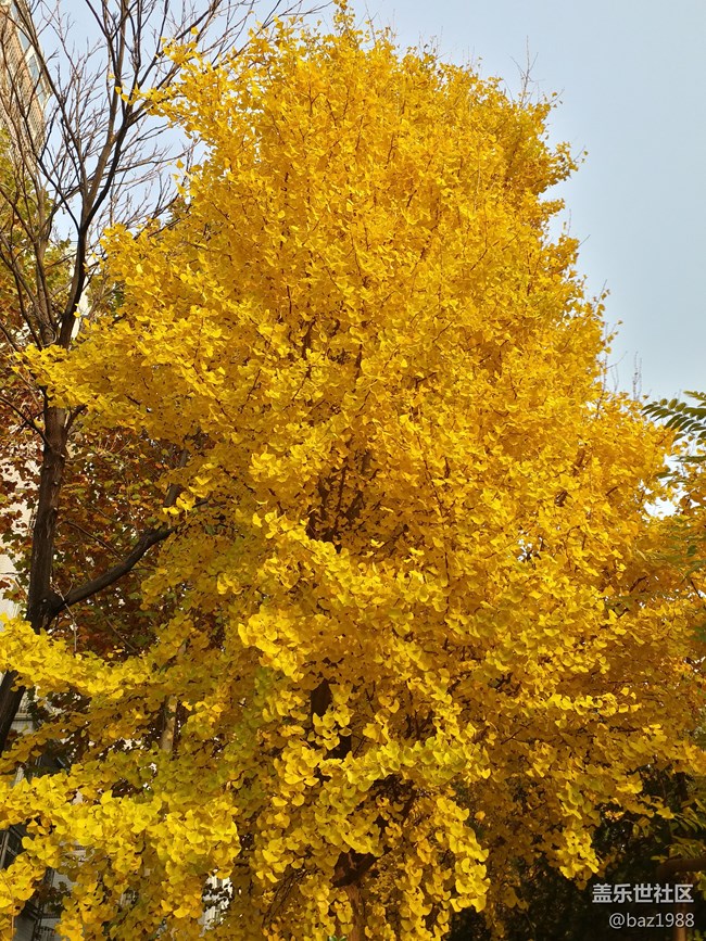 【晚秋】告別2022