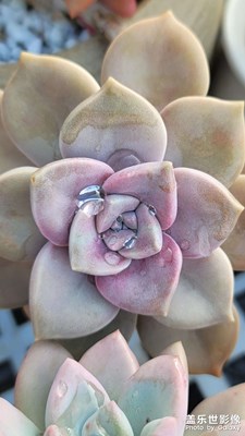 可愛(ài)的小多肉