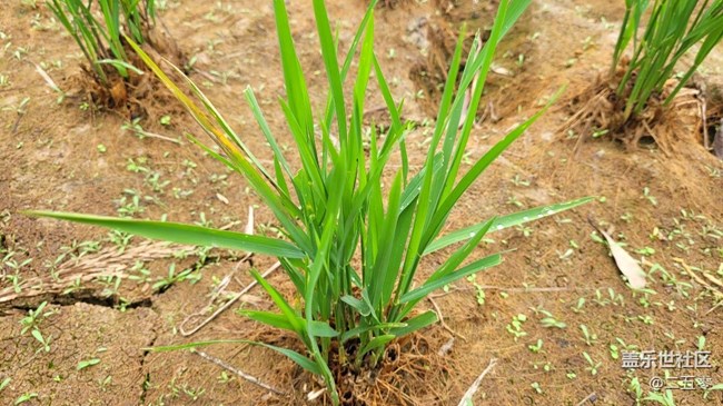 #靜物寫真——秧苗