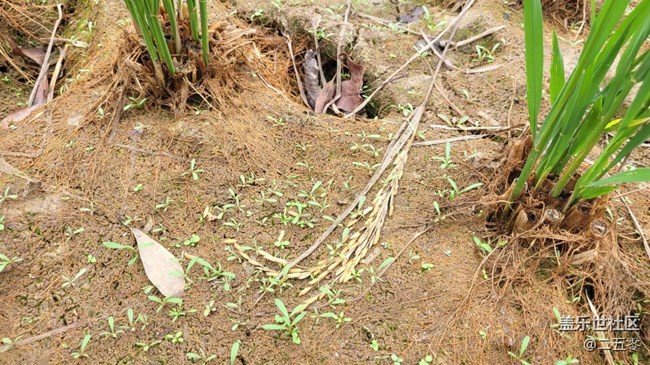 #靜物寫真——秧苗