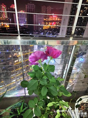 詠玫瑰