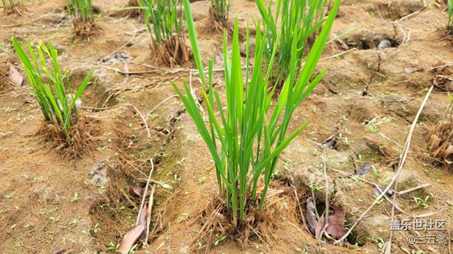 #靜物寫真——秧苗