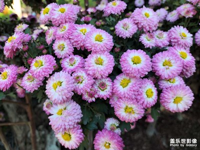 古城菊花