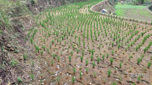 #靜物寫真——秧苗