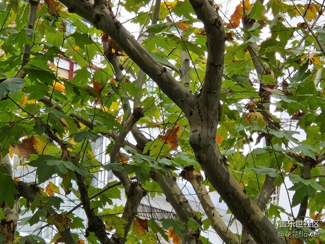 【晚秋】+梧桐樹(shù)