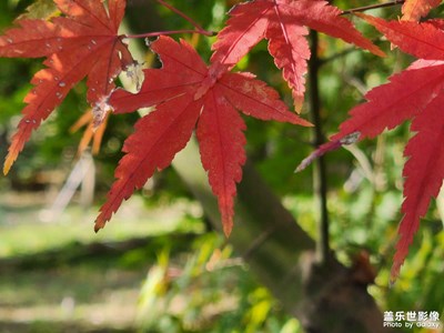 東平國家森林公園的秋色