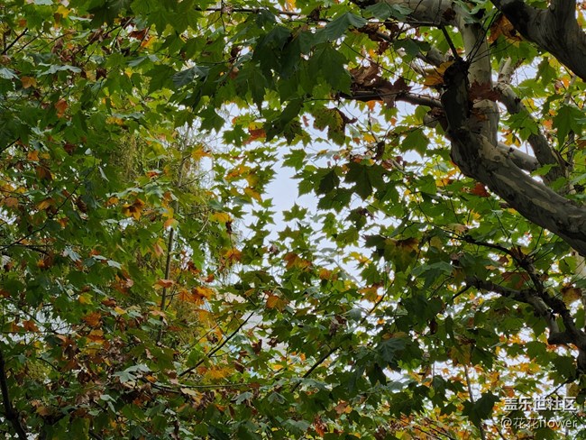 【晚秋】+梧桐樹(shù)