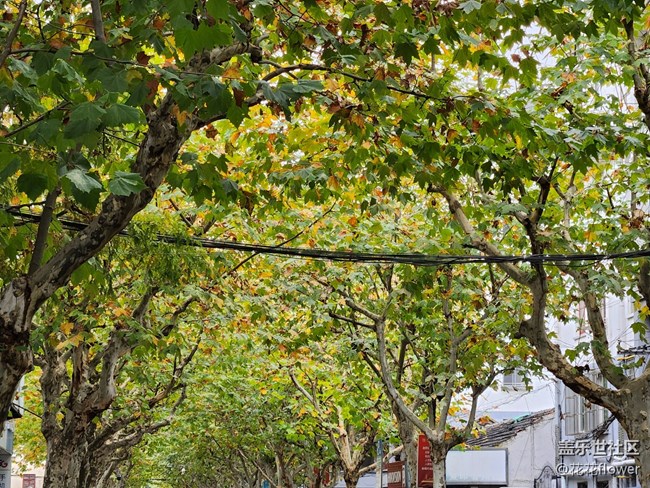 【晚秋】+梧桐樹(shù)