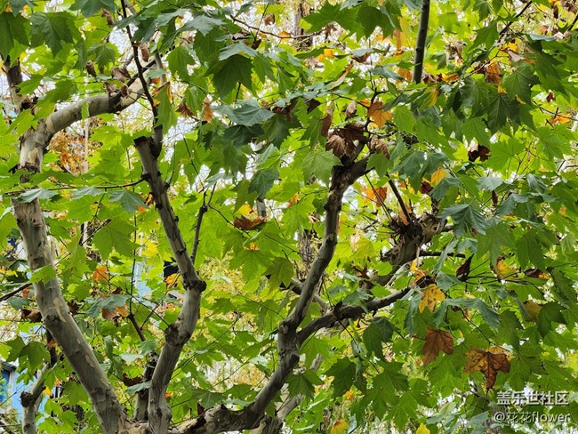 【晚秋】+梧桐樹(shù)
