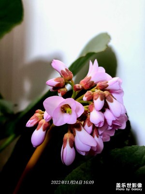 花花草草