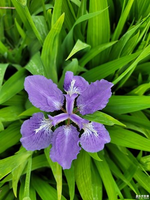 忘記叫什么花了