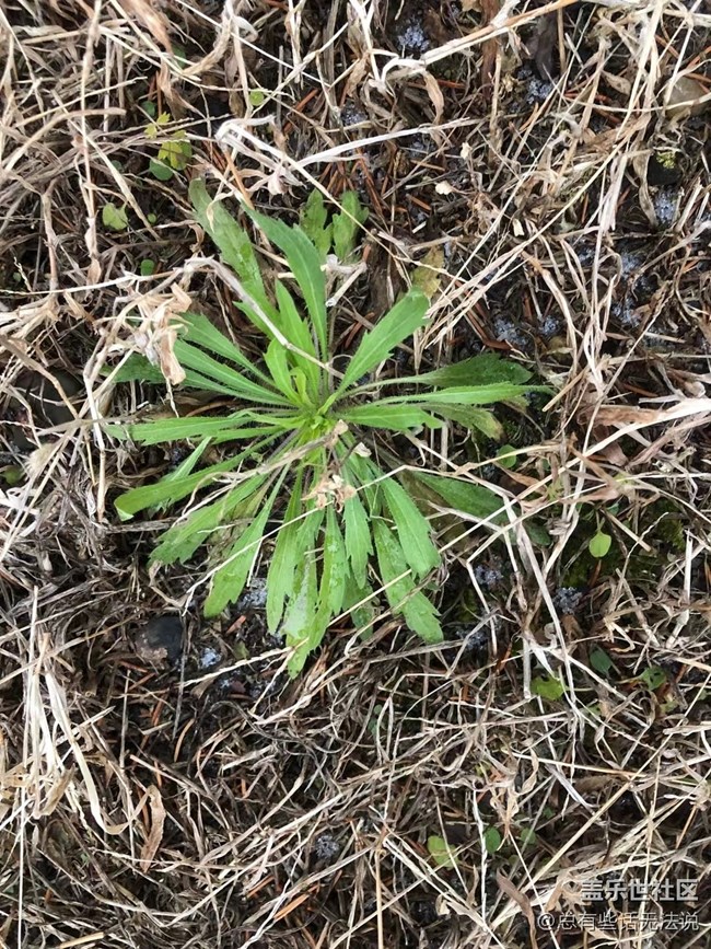 【凌冬將至】盛開的花